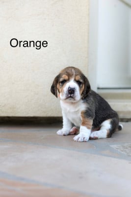 Les chiots de Beagle