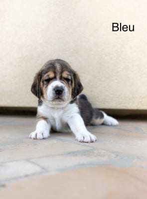 Les chiots de Beagle