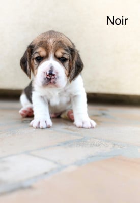 Les chiots de Beagle