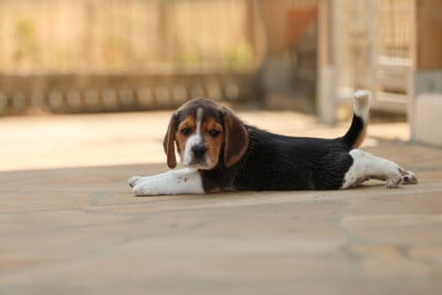 Les chiots de Beagle