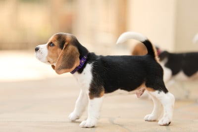 Les chiots de Beagle