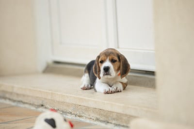 Les chiots de Beagle