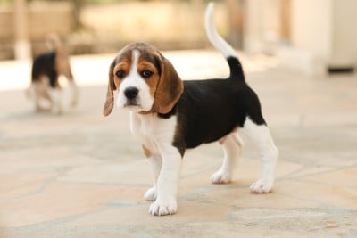 Les chiots de Beagle