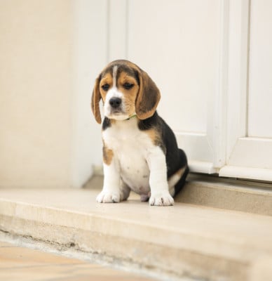 Les chiots de Beagle