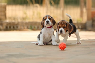 Les chiots de Beagle
