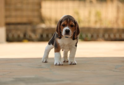 Les chiots de Beagle
