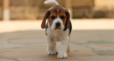 Les chiots de Beagle