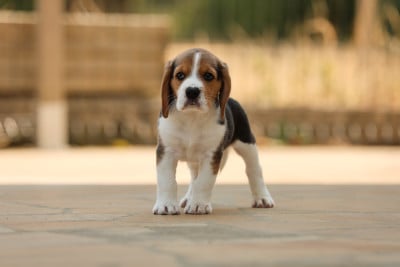 Les chiots de Beagle