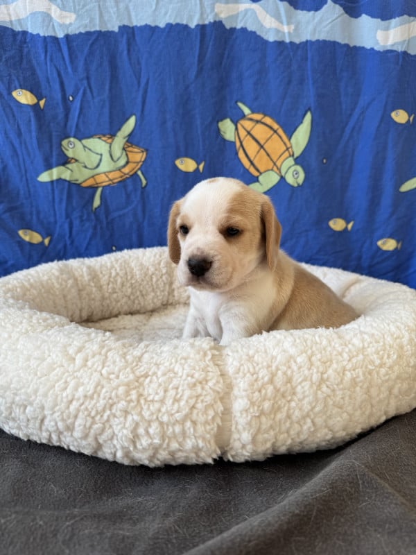 Beagle - du domaine d'Amandine