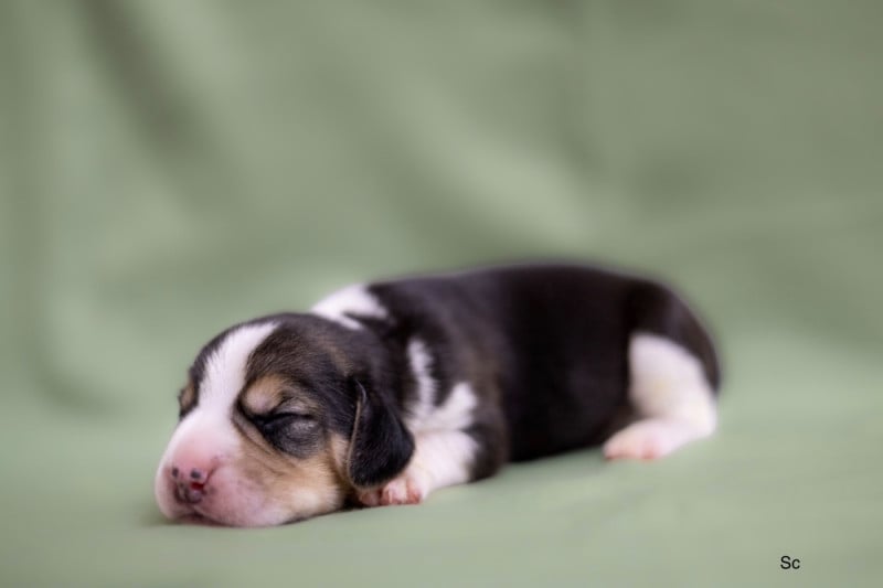 Beagle - du domaine d'Amandine