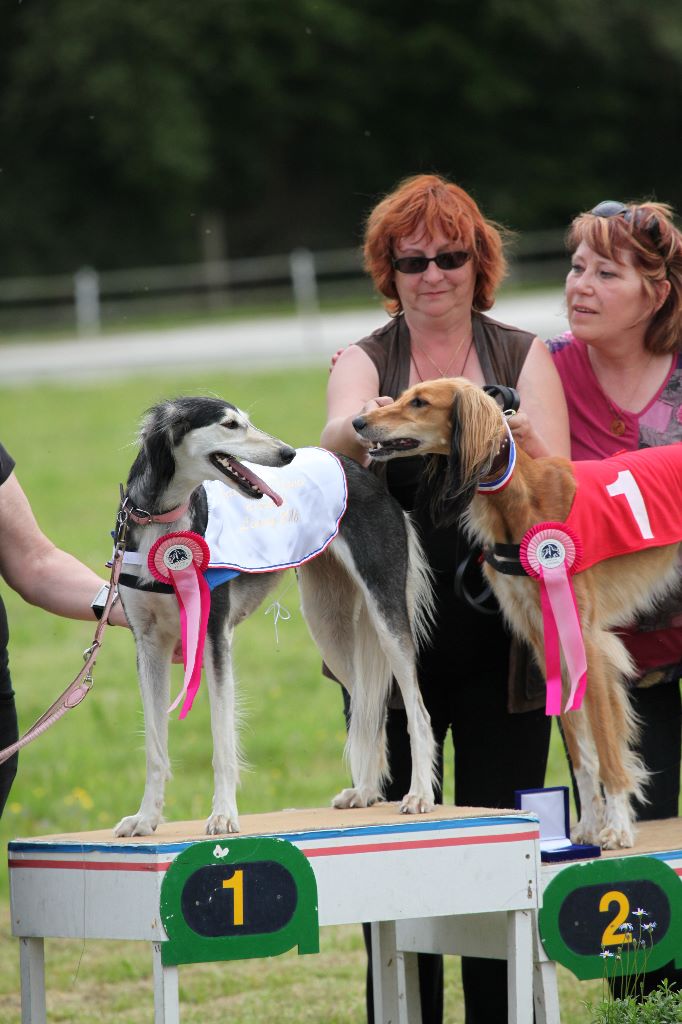 CH. Haïku des Messagers de Khandah'Hare - CACT