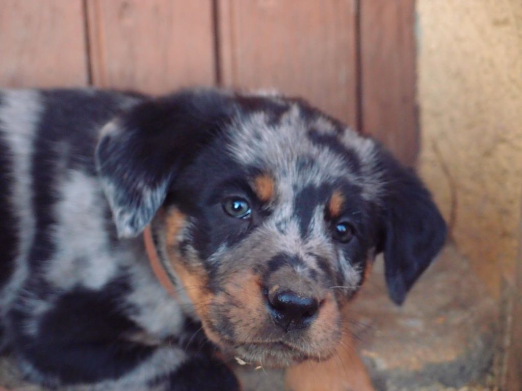 Publication : Des Petits Charlots