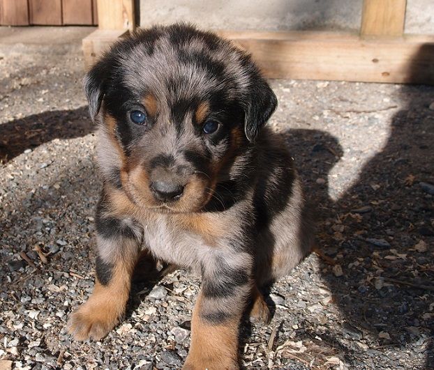 Publication : Des Petits Charlots