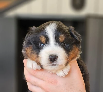 Les chiots de Berger Américain Miniature 