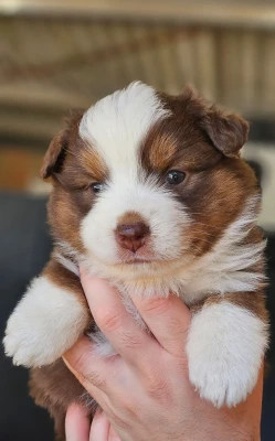 Les chiots de Berger Américain Miniature 