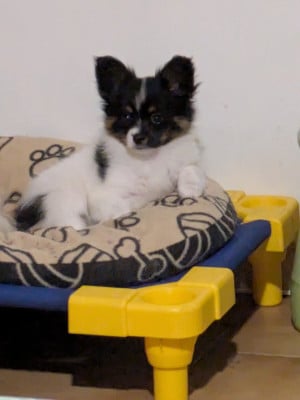 Les chiots de Epagneul nain Continental (Papillon)