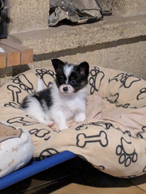 Les chiots de Epagneul nain Continental (Papillon)