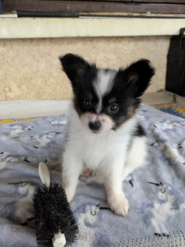 Epagneul nain Continental (Papillon) - Du Domaine De Beryl