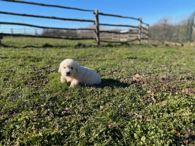 Les chiots de Golden Retriever