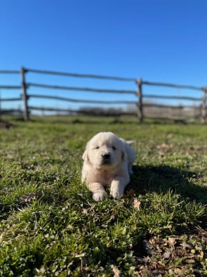 Les chiots de Golden Retriever