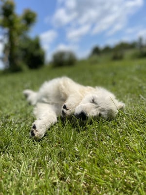 Les chiots de Golden Retriever