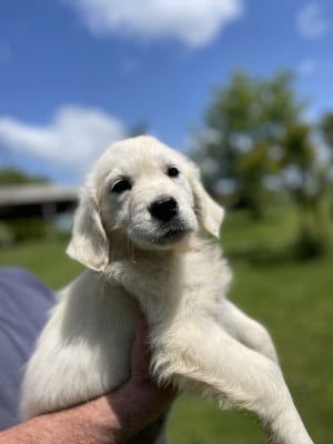 Les chiots de Golden Retriever