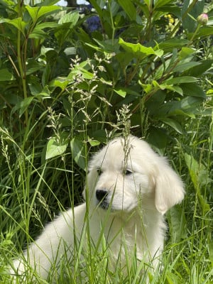 Les chiots de Golden Retriever