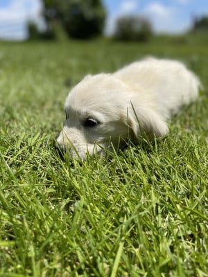 Les chiots de Golden Retriever