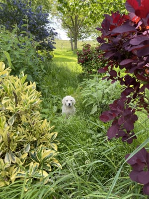 Les chiots de Golden Retriever