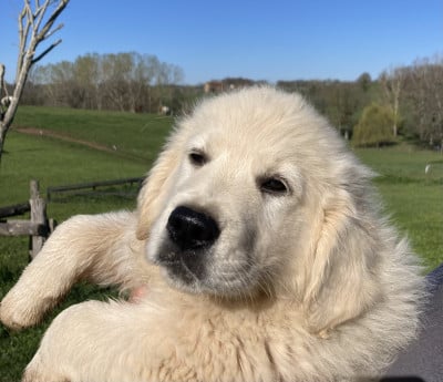 Les chiots de Golden Retriever