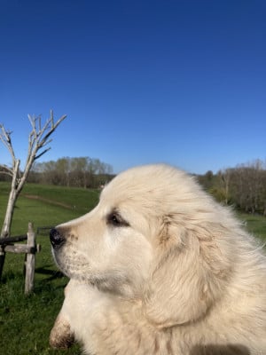 Les chiots de Golden Retriever