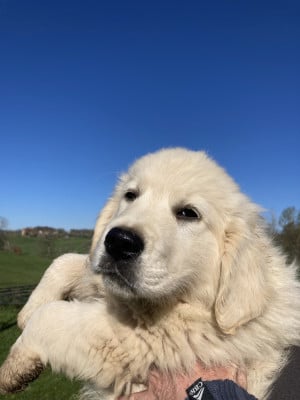 Les chiots de Golden Retriever