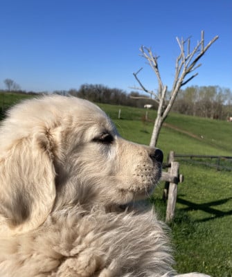 Les chiots de Golden Retriever