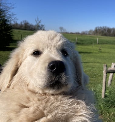 Les chiots de Golden Retriever
