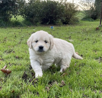Les chiots de Golden Retriever