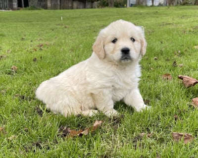 Les chiots de Golden Retriever