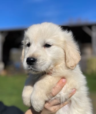 Les chiots de Golden Retriever