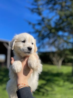 Les chiots de Golden Retriever