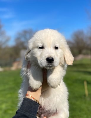 Les chiots de Golden Retriever