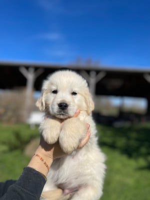 Les chiots de Golden Retriever