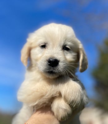 Les chiots de Golden Retriever