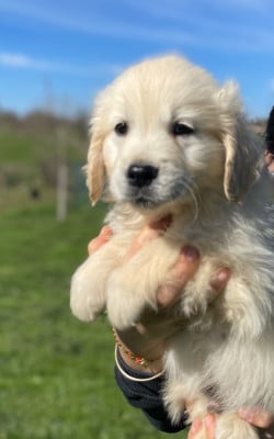 Les chiots de Golden Retriever
