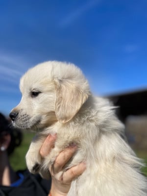 Les chiots de Golden Retriever