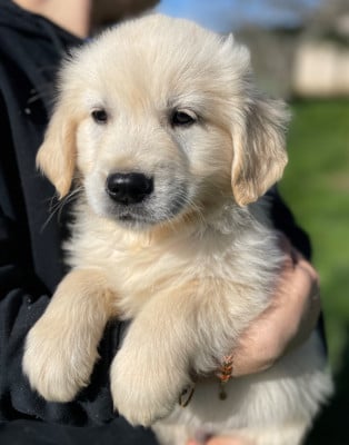 Les chiots de Golden Retriever