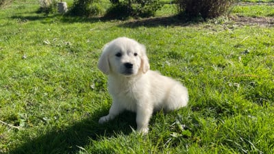 Les chiots de Golden Retriever