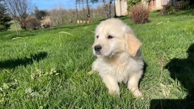 Les chiots de Golden Retriever
