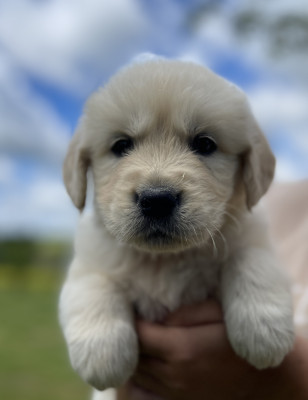 Les chiots de Golden Retriever