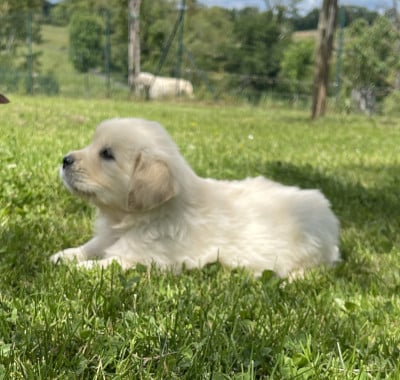 Les chiots de Golden Retriever