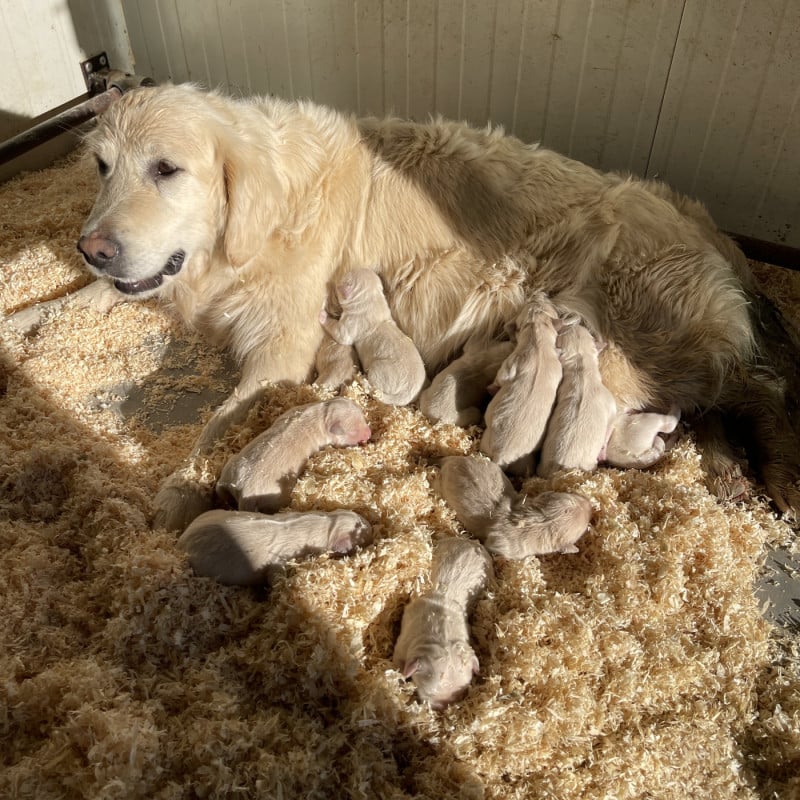 Golden Retriever - (Sans Affixe)