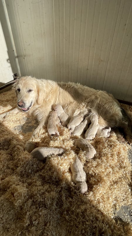 Golden Retriever - (Sans Affixe)